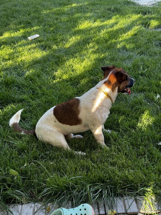 Вязка Джек рассел терьер