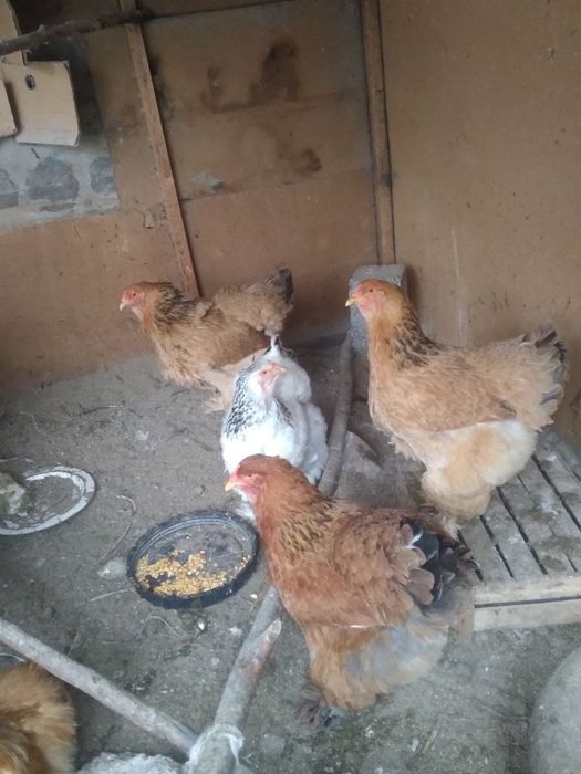 Birama tovuqlar sotiladi