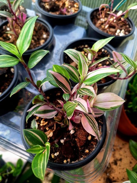 Plante de interior