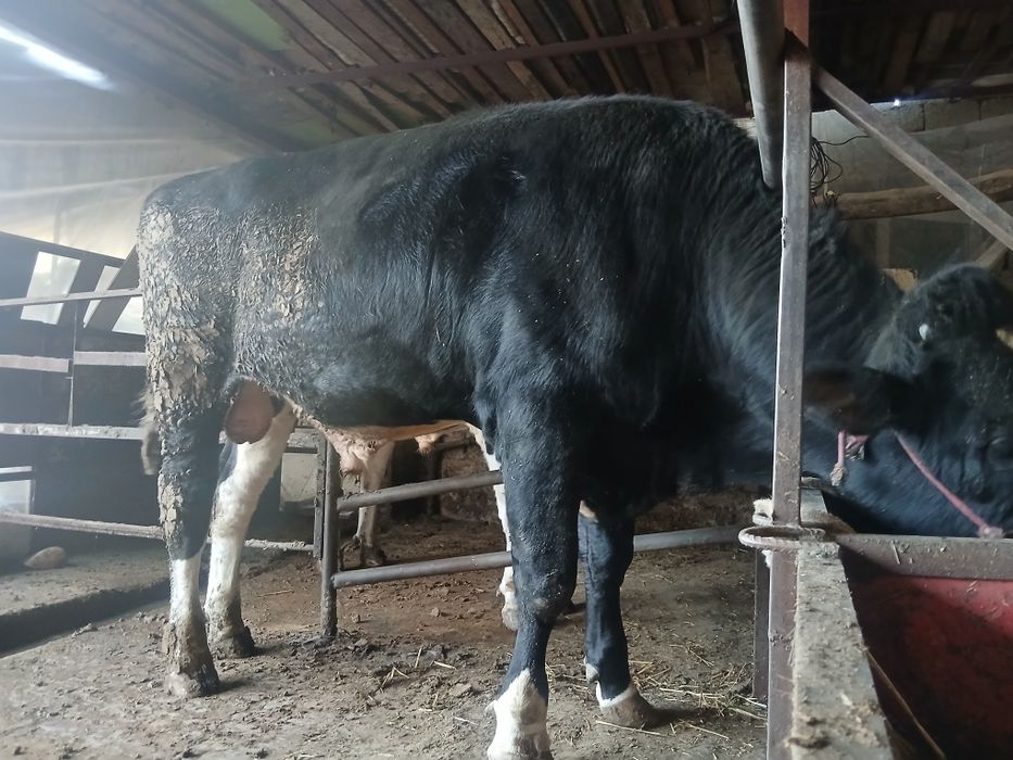 Buqa sotiladi 40 milyon