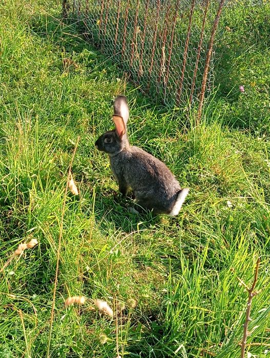 Vând pui de iepure uriaș german