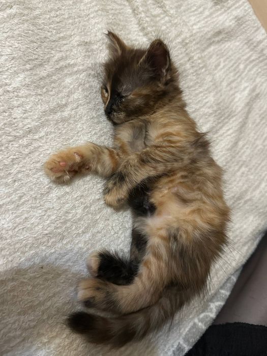 котенок девочка 1 месяц