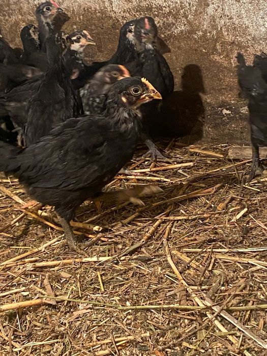 Австролорп балапандары сатылады