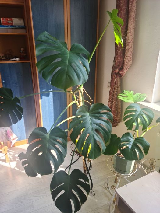 Цветок Монстера , продам