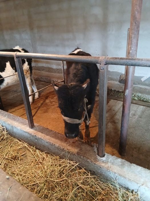 Таналар сатылады .