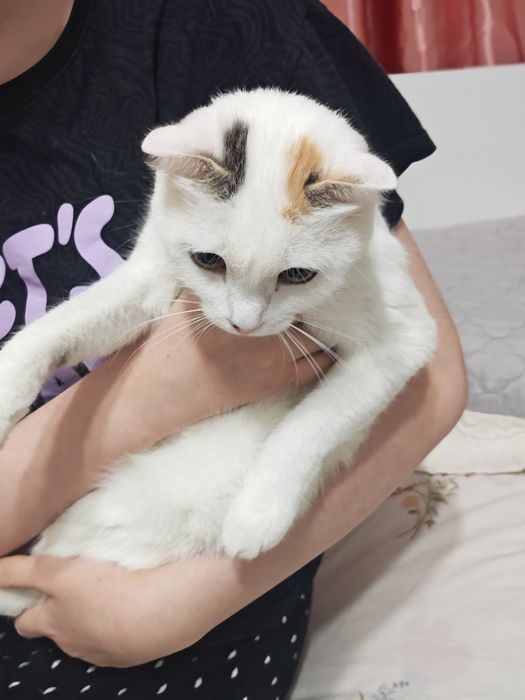Отдам кошку в хорошие руки