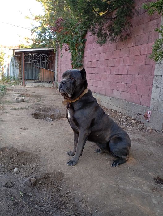 Кане Корсо вязка