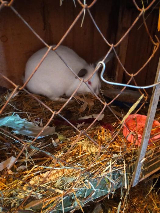 Крольчики срочно.