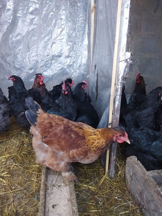 Продам куры домашние