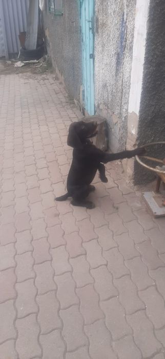 Потерялась собака