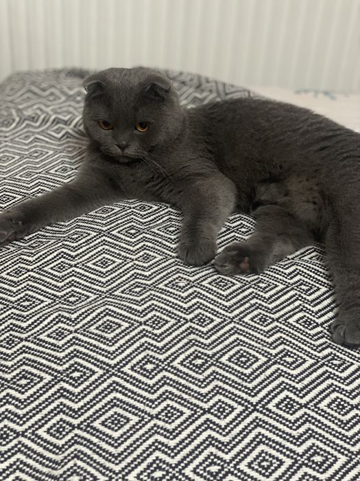 Кошка шотландская вислоухая