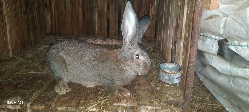 Iepuroi Urias German