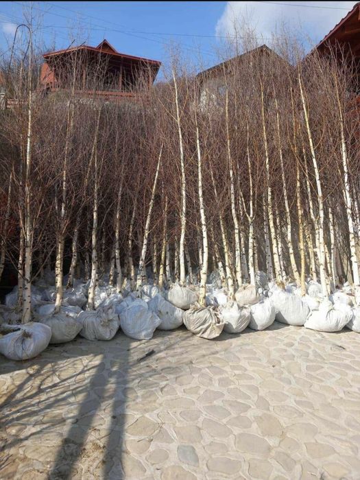 Vand mesteacan tei Arțar Stejar platan