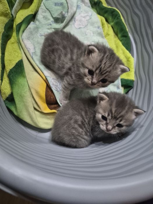 Котята британские