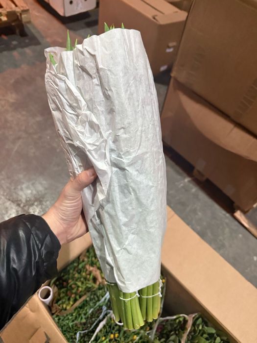 Тюльпаны голладские