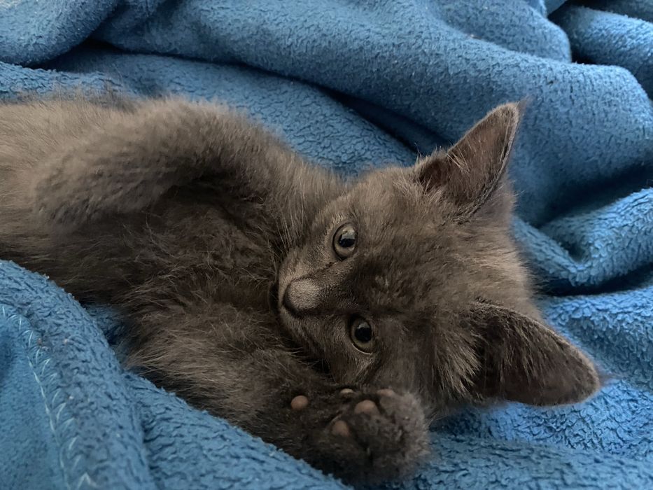 Отдам кота в хорошие руки