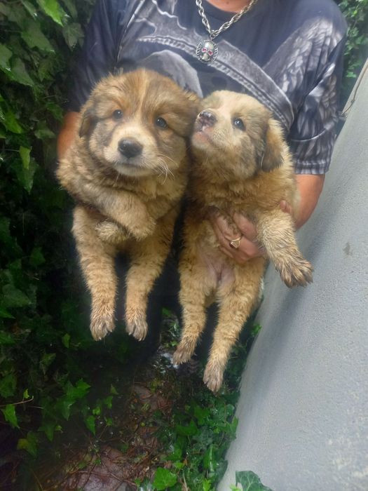 Кученца на 2 месеца