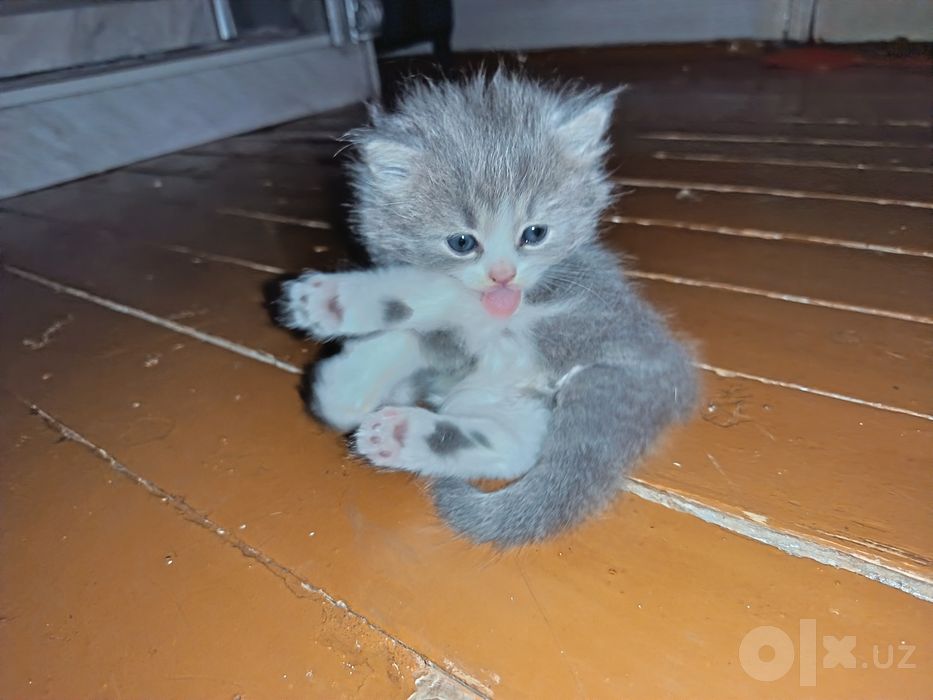 Продаются котята