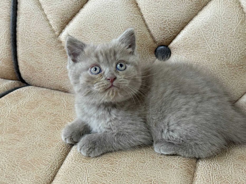 котенок скотиш страйт девочкак