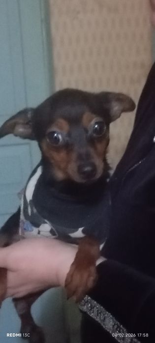 Отдаем собку (мальчик)на вязку