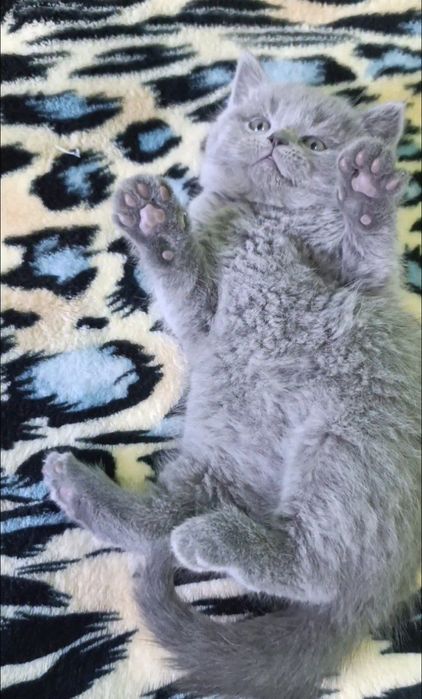 Продаётся котёнок,девочка, породы скоттиш страйт.