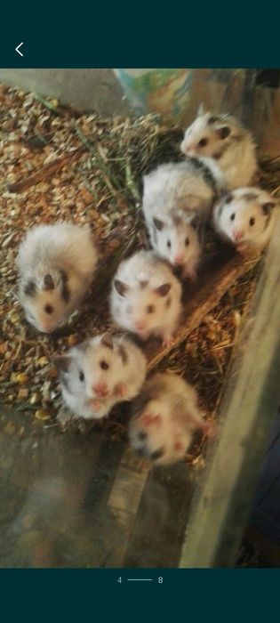 Hamster sirian siberian de Guineea porcușor .