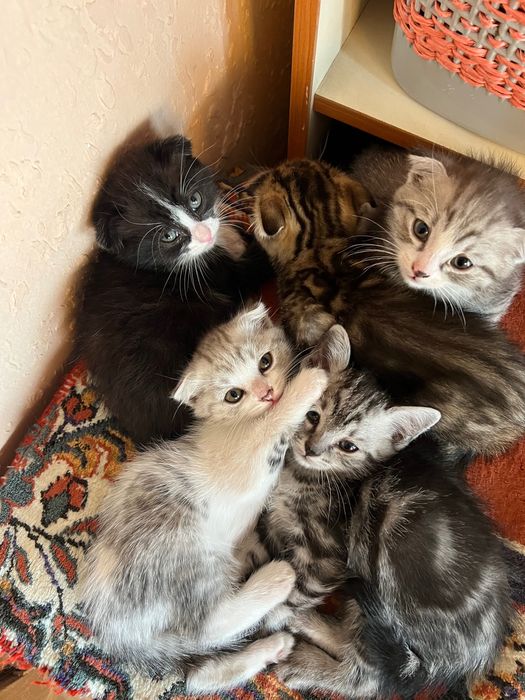Котята вислоухие