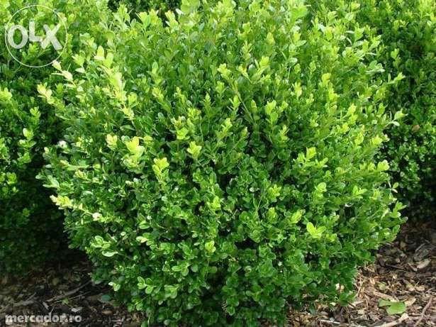 PRODUCATOR Butasi si fructe Mure pe rod,mur, Arbusti buxus, Gard viu