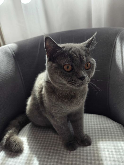 British shorthair