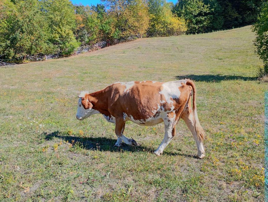 Vaca de vanzare