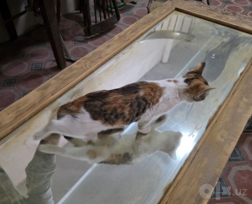 Трехцветный котёнок, девочка