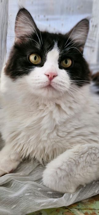 Кошечка и котики в добрые руки