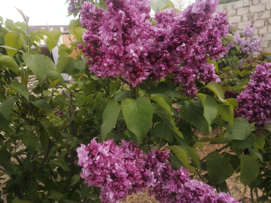 Сирень сатамын бағасы келісіммен