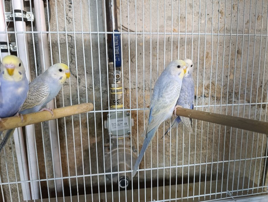 Radujniy qushlar toza qon