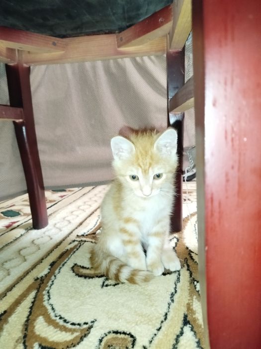 Мысық 3 айлық мальчик котят