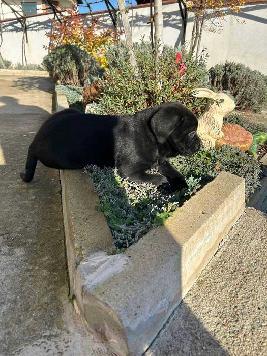 Кане Корсо кученца