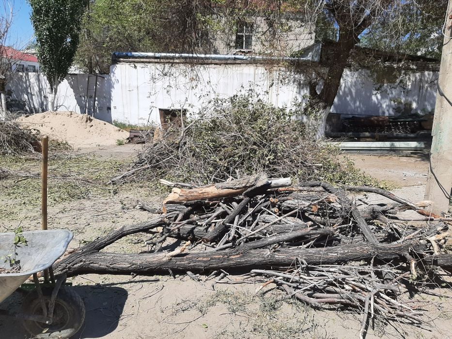 Бесплатно дерево