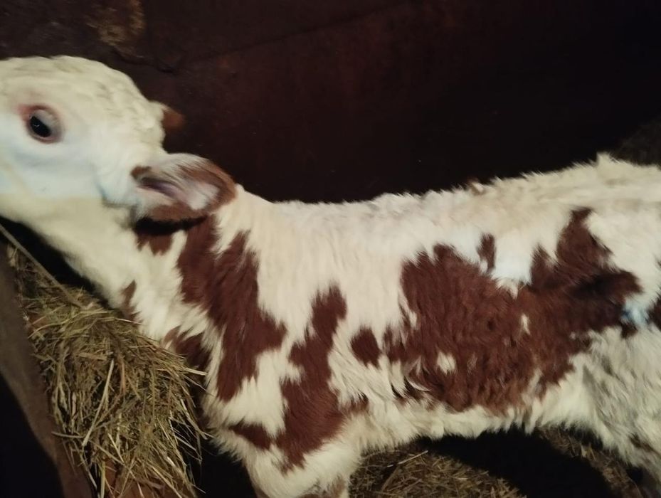 Продам теленка с дарьинск