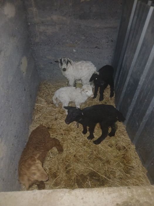 Продам оптом срочно