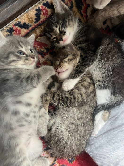 Милые котята ищут дом