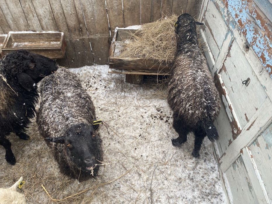 Продам коз, овец/ешки, қой сатамын