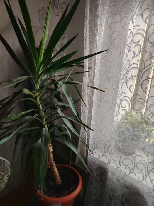 Пальма Юка. 8 лет.