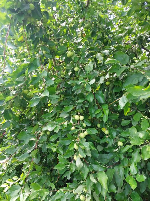 Продам дачный участок