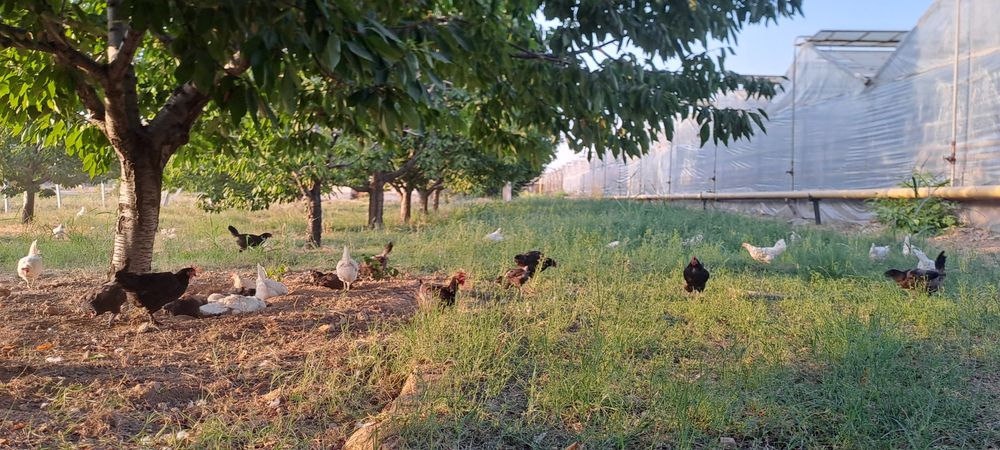 Qora tovuqlar sotiladi so‘yib tozalab berishgayam bor 1,5 -2  kg go‘sh