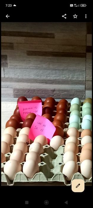 Ouă incubat găini marans și araucana