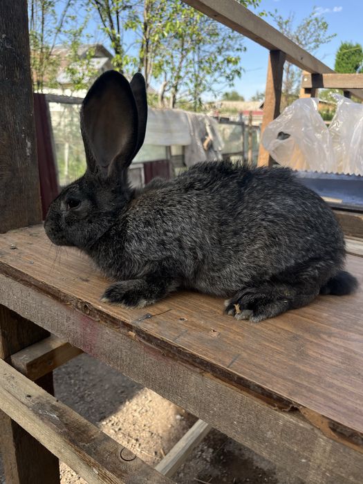 В продаже кролики, французкий баран, полтавское серебро и миксы