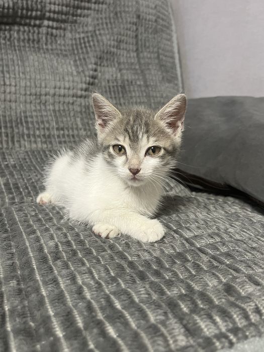 котенок в добрые руки