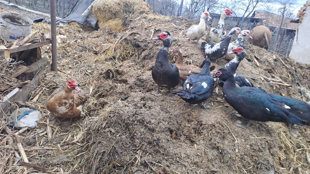 Vand sau schimb ratoi lesesti