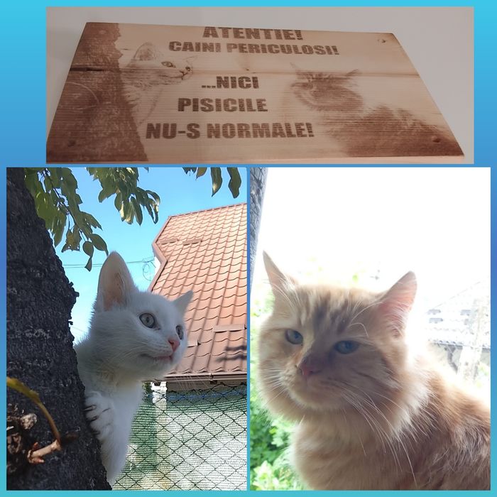 Placă din lemn cu avertizare – „Câini periculoși, dar nici pisicile nu