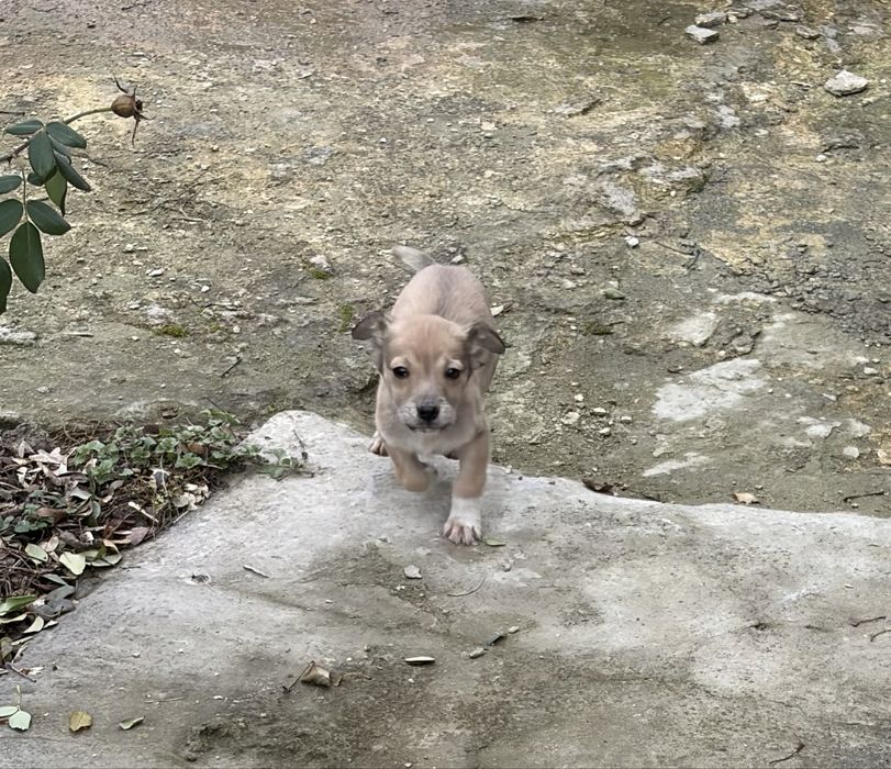 Кученце пинчер.